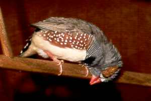 Wiping the Beak