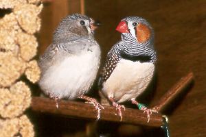 M&auml;nnchen + Jungvogel / Male + juvenile
