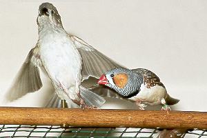 Verjagen eines Jungvogels / Chasing a chick