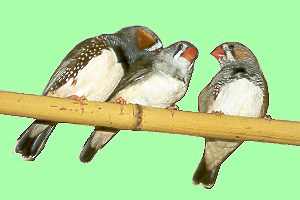 Umf&auml;rben 2 / Changing colours 2