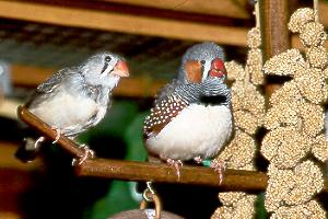 finch breeding