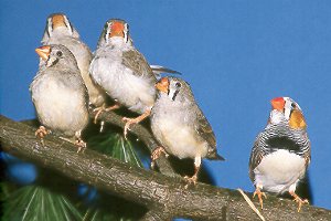 1 M., 2 W., 2 Jungv&ouml;gel / 1 male, 2 females, 2 young