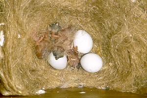 Nestlinge, 2 Tage / Nestlings, 2 days old
