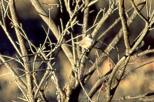 Young Zebra Finch in evening sun
