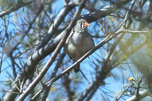 Female Zebra Finch in shrub
