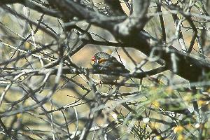 Male Zebra Finch Male Zebra Finch