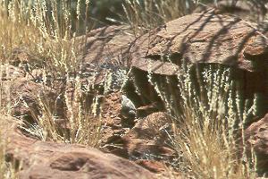 Male Zebra Finch, feeding