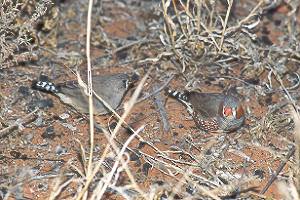 "Supper" lesson "Supper" lesson