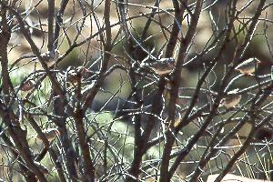 Zebra Finch swarm in shrub