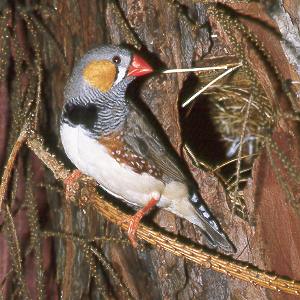 M&auml;nnchen vor Baumh&ouml;hle / Male in front of tree hole