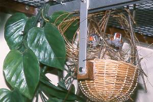 Er und sie beim Nestbau / Male + female building a nest