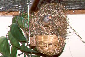 Weibchen beim Innenausbau / Female furnishing interior
