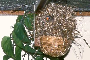Weibchen in Flugloch / Female in flight hole