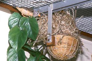 Weibchen vor Flugloch / Female in front of flight hole