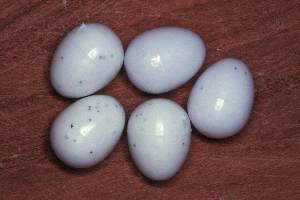 5 plastic eggs for Zebra Finches
