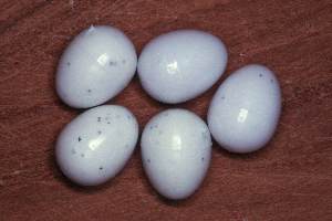 5 plastic eggs for Zebra Finches 5 plastic eggs for Zebra Finches